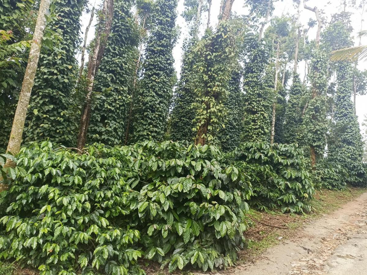 Coffee Country Homestay Chikmagalūr 外观 照片