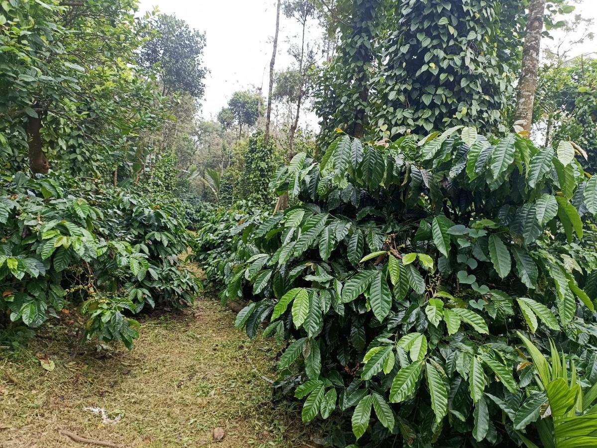 Coffee Country Homestay Chikmagalūr 外观 照片