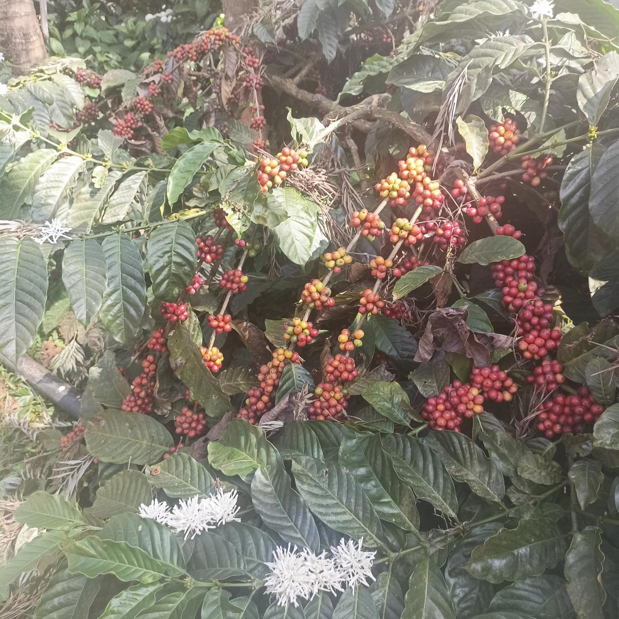 Coffee Country Homestay Chikmagalūr 外观 照片