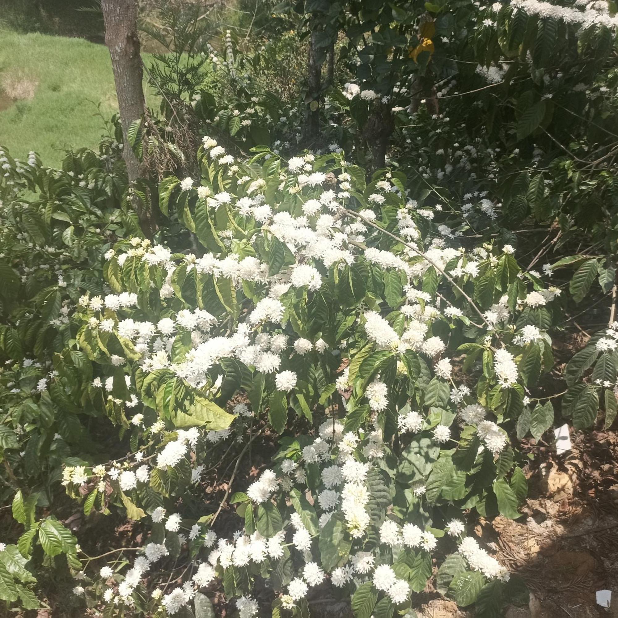Coffee Country Homestay Chikmagalūr 外观 照片