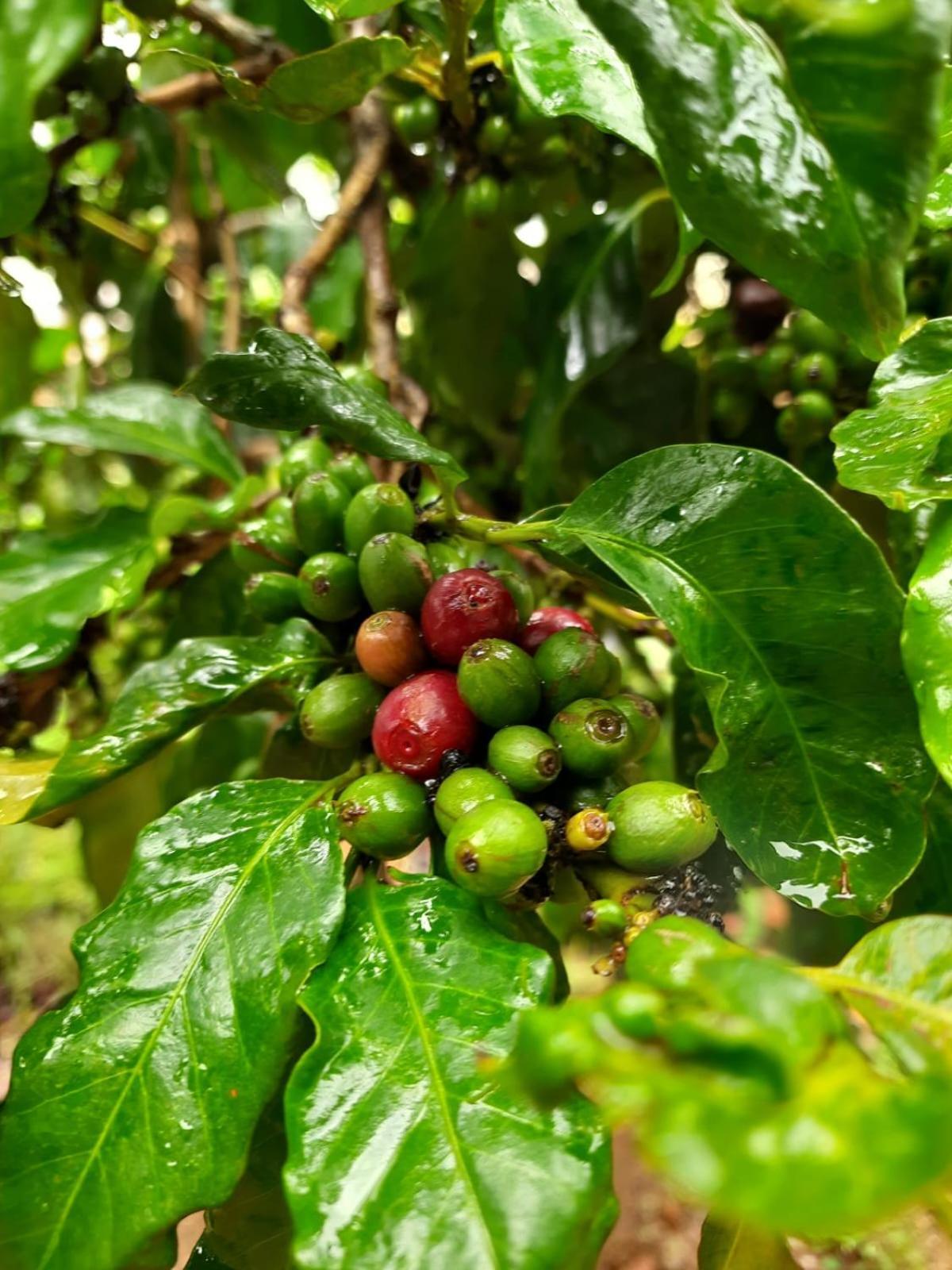 Coffee Country Homestay Chikmagalūr 外观 照片